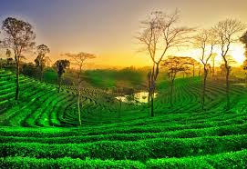 The Wilds Of Assam - Meghalaya Tour