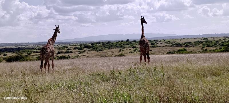 3 Nights 4 Days Masai Mara National Reserve