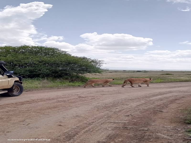 3 nights 4 days Masai mara national reserve