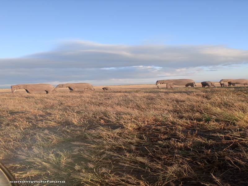 3 nights 4 days Masai mara national reserve