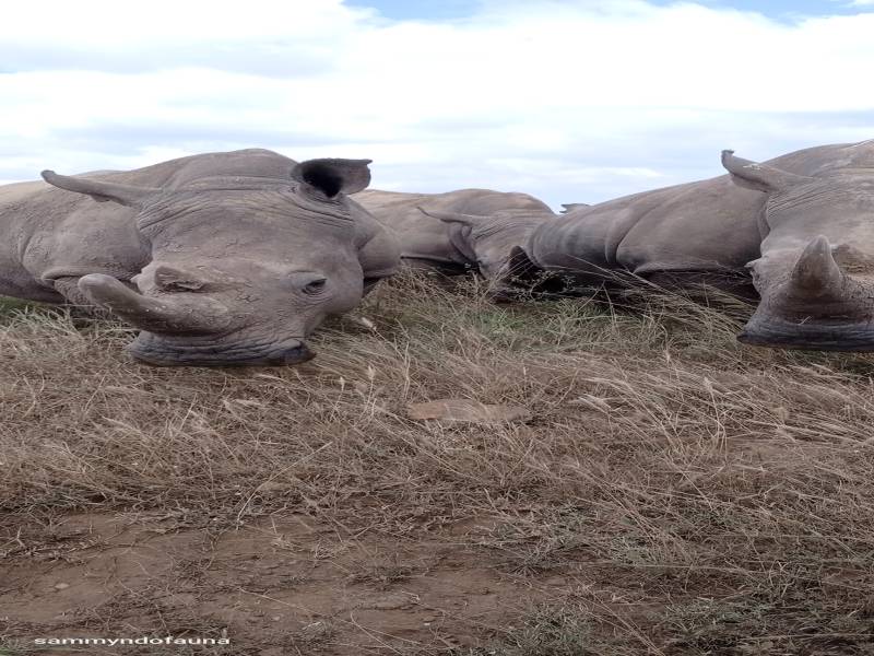 3 nights 4 days Masai mara national reserve