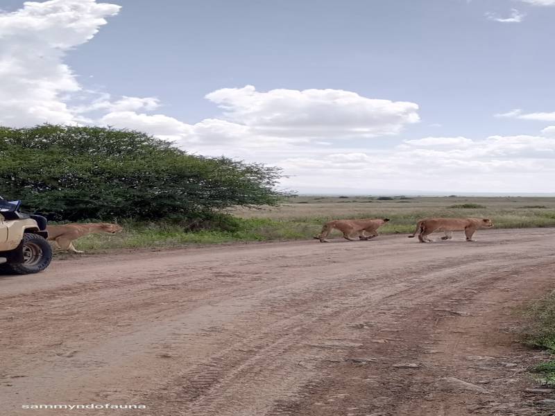 3 nights 4 days Masai mara national reserve