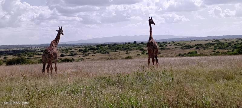 9 nights 10 days Kenya safari