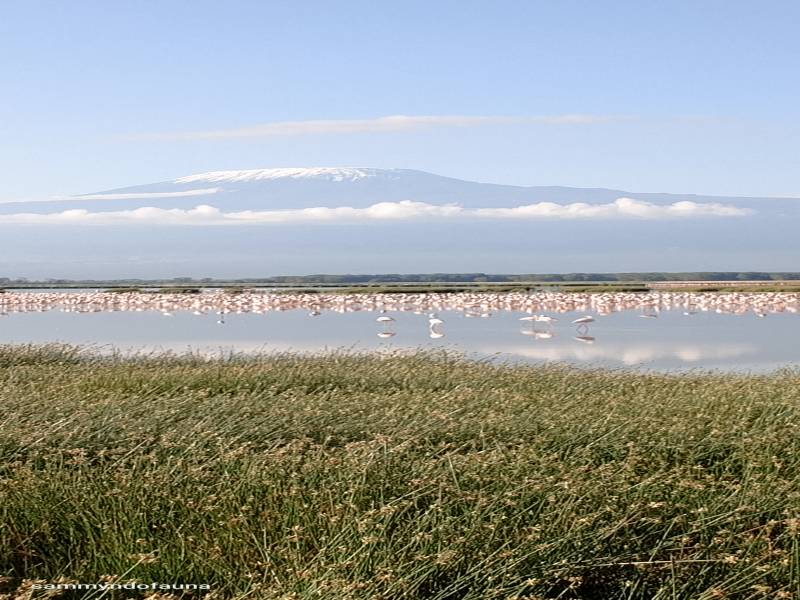 9 nights 10 days Kenya safari