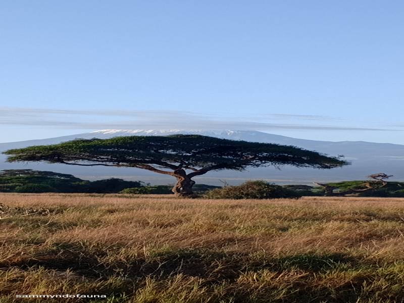 9 nights 10 days Kenya safari