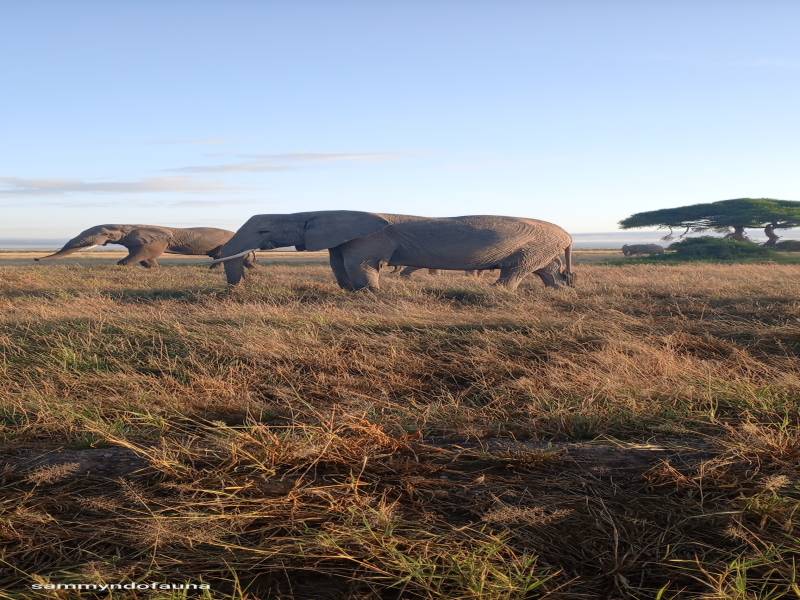 9 nights 10 days Kenya safari