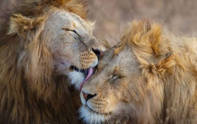 2 Days Greatest Tanzania Adventure Safari Tour Image