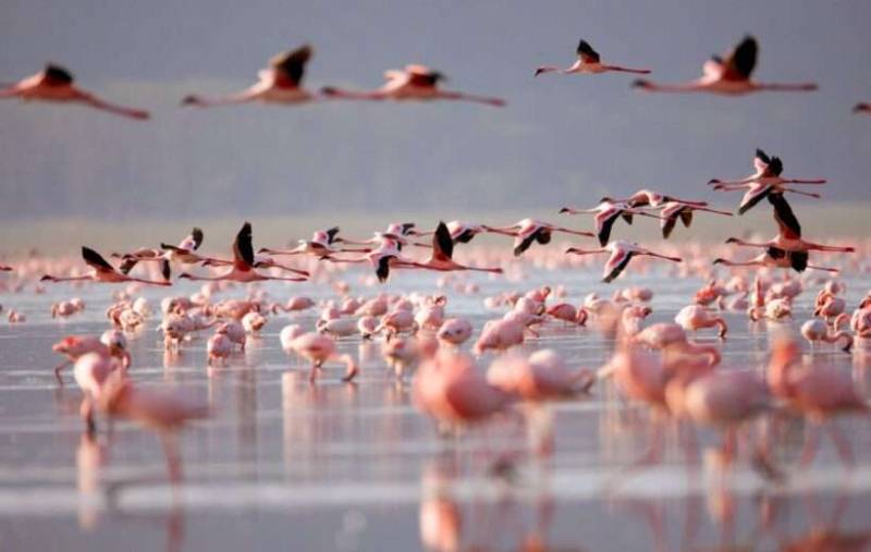 4 Days Ultimate Safari Lake Nakuru And Masai Mara Tour Image