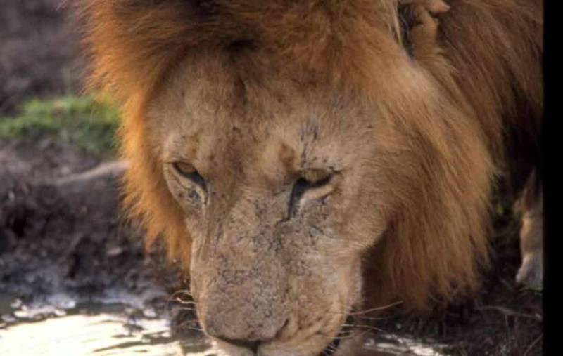 5-Day Naivasha - Lake Nakuru And Masai Mara Safari Tour Image