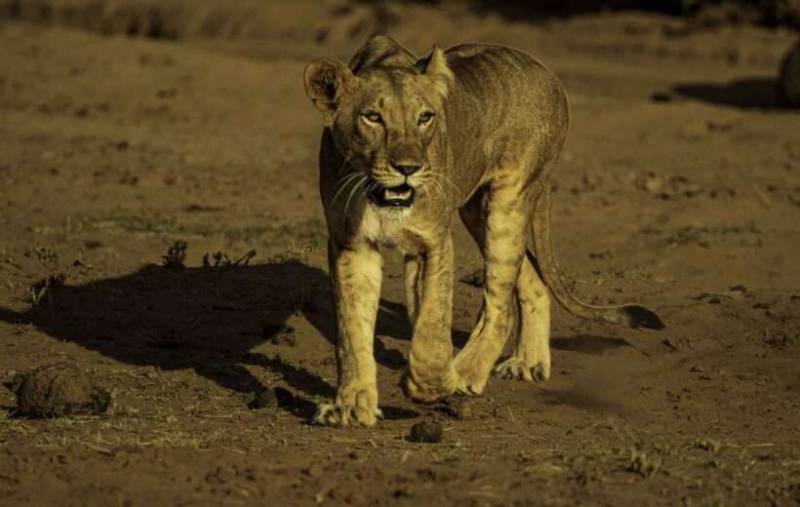 8Day Amboseli - Naivasha - Hells Gate - Nakuru - Masai Mara Tour