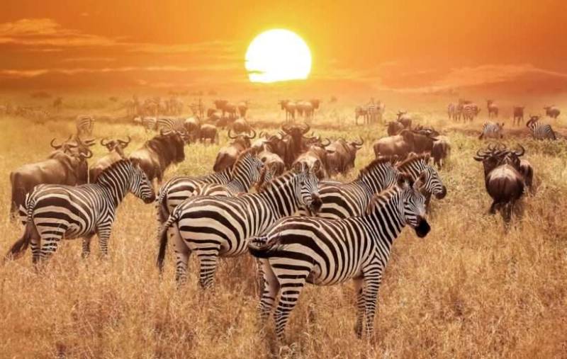 10DAY Great Kenya - Samburu - Masai Mara To Tsavo West Safari Tour Image