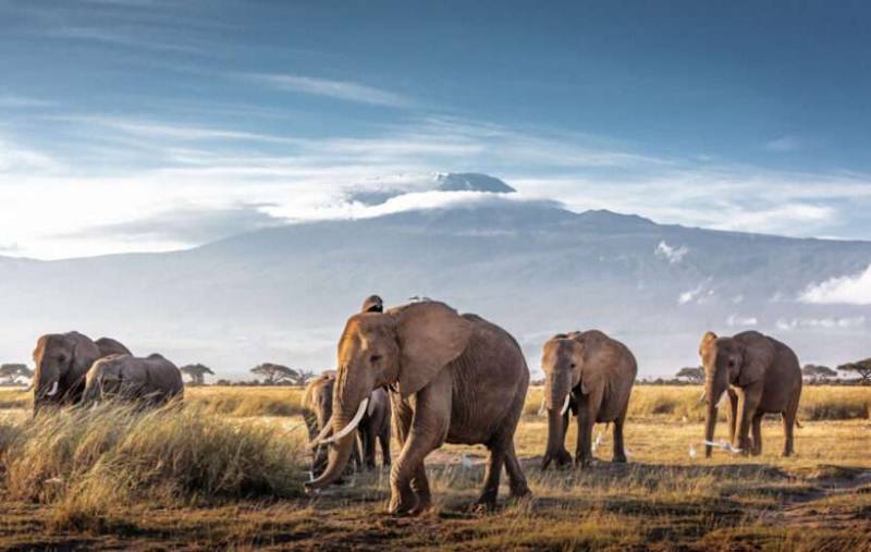 10 Day Best Of Kenyan Safari Tour Image