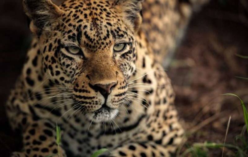 Jambo 10 Day Amboseli To Meru To Masai Mara Tour Image
