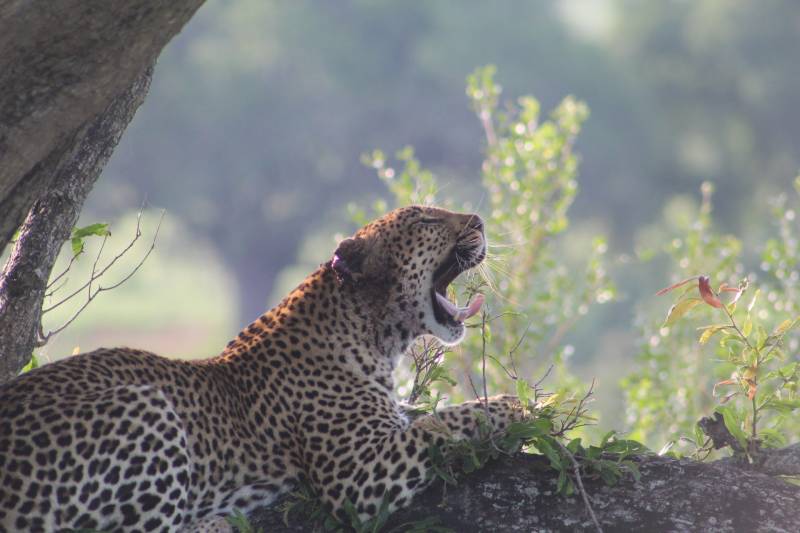 Kruger National Park to Panorama 7 - Night Dinner, Bed and Breakfast