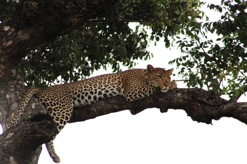 Kruger National Park to Panorama 7 - Night Dinner, Bed and Breakfast