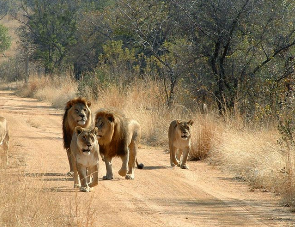 2 Days / 1 Night Mikumi Safari