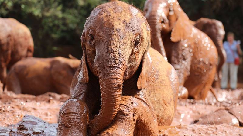 2 Days Nairobi Extravaganza Experience