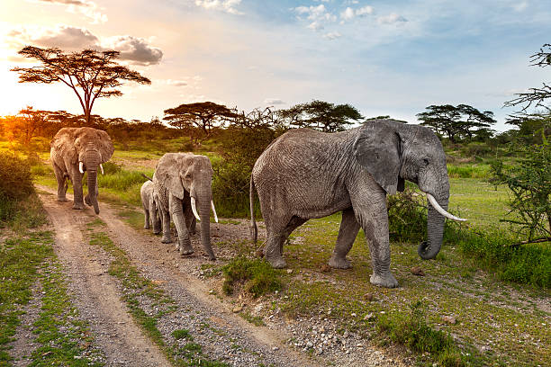 Wilderness And Wonder – 5 Days Tanzanias Safari