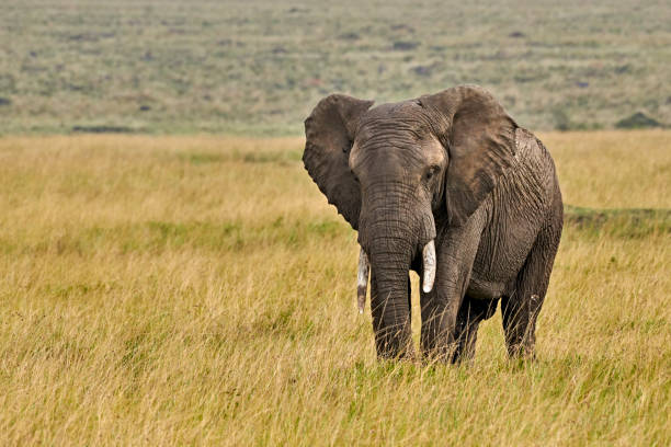 Big Game Safari – Mara River migration – 10 Days Safari