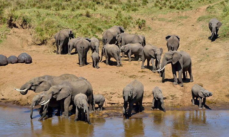 Big Game Safari – Mara River migration – 10 Days Safari