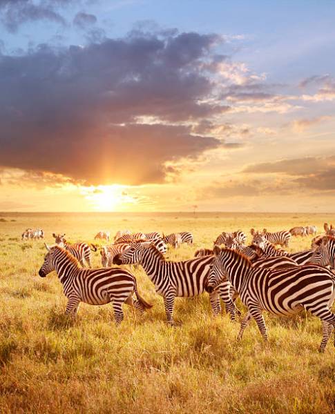 Classic Northern Safari– 4 Days Safari