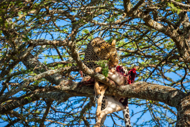 Tanzania Big Five Safari – 5 Days Tarangire - Serengeti