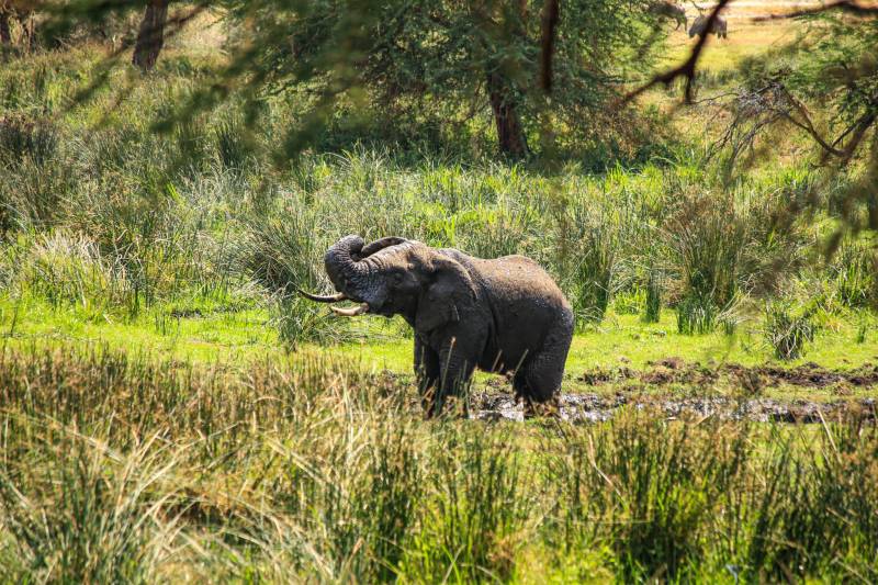 Tanzania Big Five Safari – 5 Days Tarangire - Serengeti