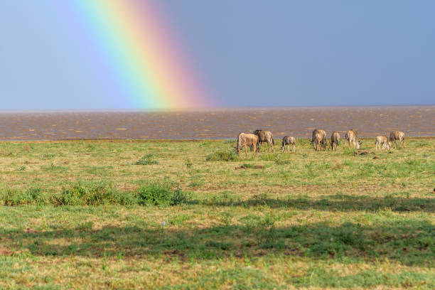 Tanzania Big Five Safari – 5 Days Tarangire - Serengeti