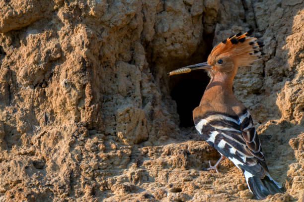 Tanzania Big Five Safari – 5 Days Tarangire - Serengeti