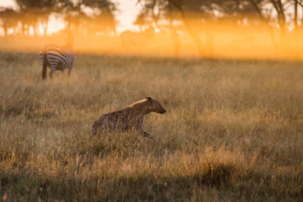 Tanzania Big Five Safari – 5 Days Tarangire - Serengeti