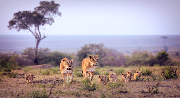 Tanzania Big Five Safari – 5 Days Tarangire - Serengeti