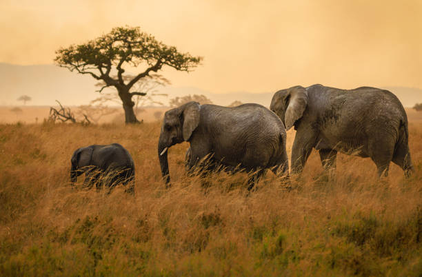 Tanzania Big Five Safari – 5 Days Tarangire - Serengeti