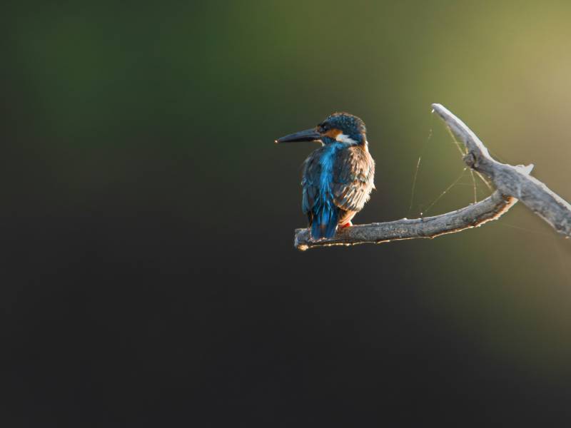 6 Days Corbett Ranikhet Kausani Kasar Devi Bhimtal