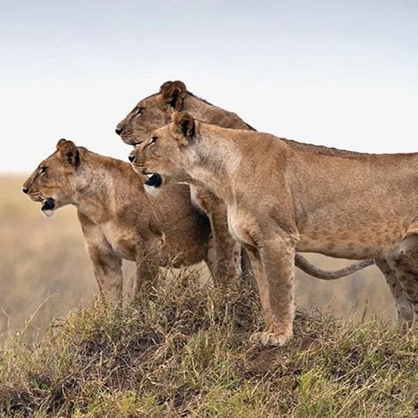 9 Days Big Five Serengeti Luxury Safari Tour