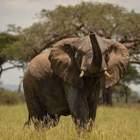 9 Days Elephant Safari Experience Tour
