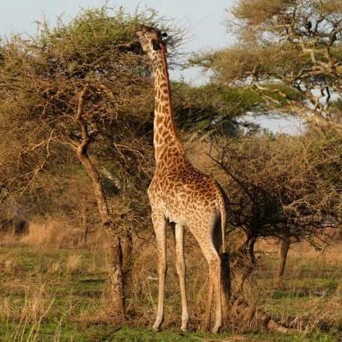 6 Days Ngorongoro Wild Camp Safari Tour