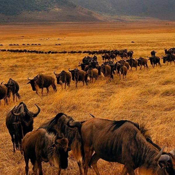 7 Days Ndutu Spectacular Migration Safari Tour