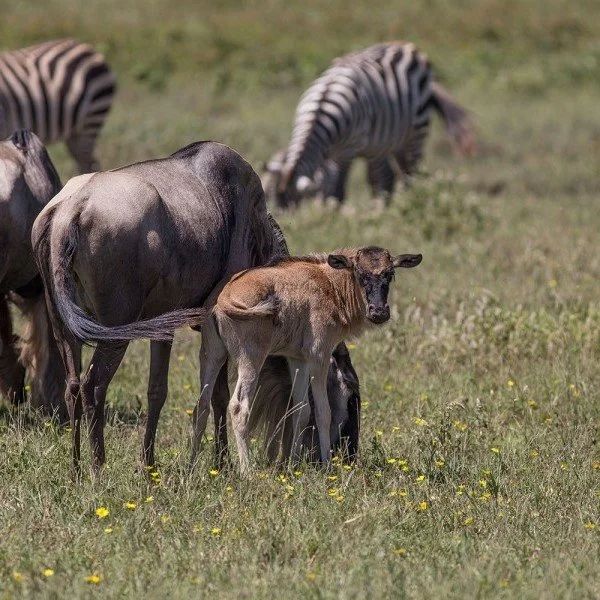 6 Days Ndutu Migration Calving Season Safari Tour