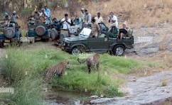 Ranthambour Tiger Tour Jaipur