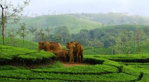 Explore Megamalai, Vagamon, Kuttikkanam Package 2N/3D