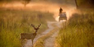 Nainital Ranikhet Jim Corbett Trip - 3N/4D