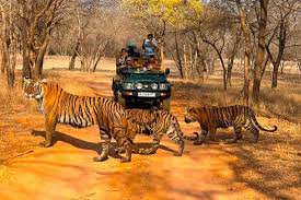 Ranthambhore Tiger Tour