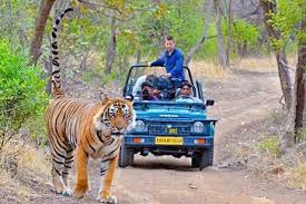 Ranthambhore Tiger Tour