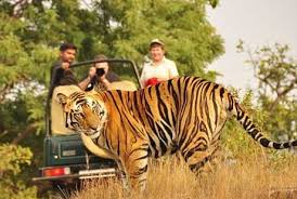 Ranthambhore Tiger Tour