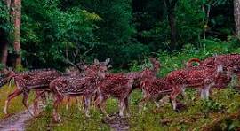 Simlipal National Park wildlife Trip Odisha 2N/3D Balasore