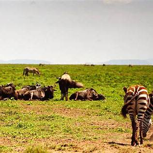 Mount Kilimanjaro Climbing Via Marangu Route 7N - 8D Tour