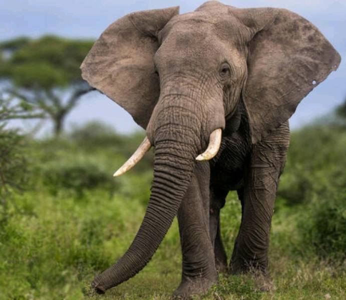 Olifant Tours Safari Travel