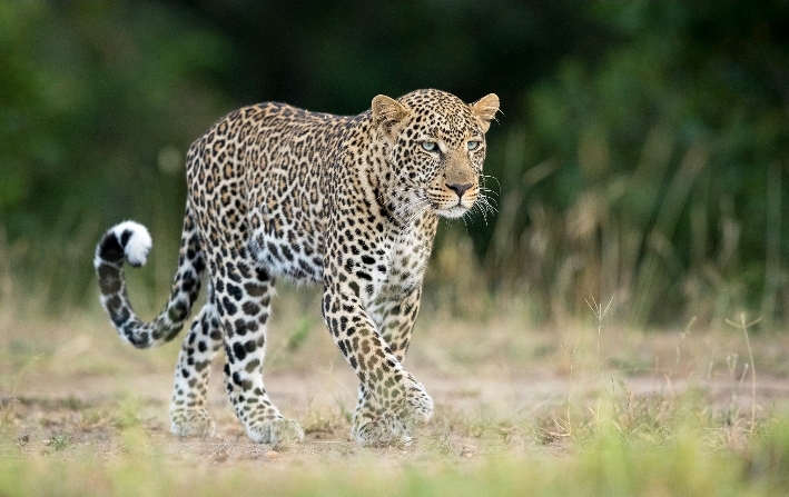 Olifant Tours Safari Travel