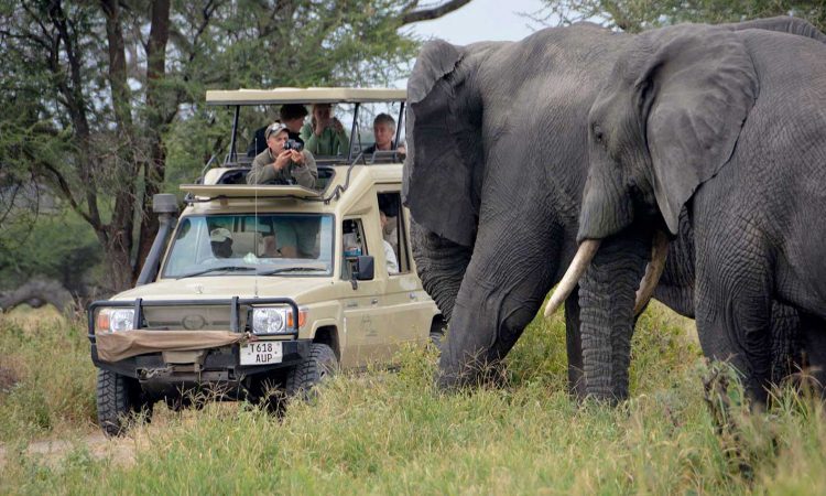 2Days 01Night wild life safari trip to Tarangire national Park