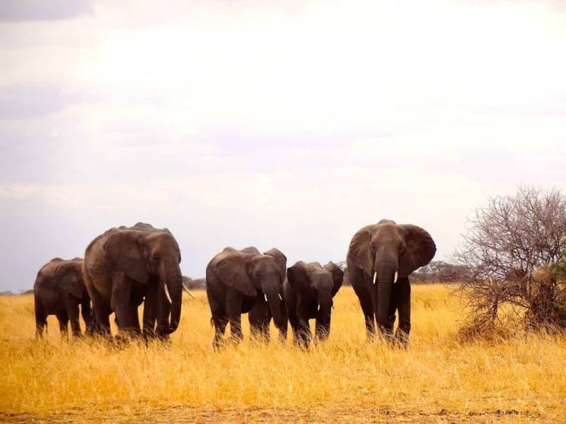 The Wilderness Culture Safari 3 Days Camping Safari